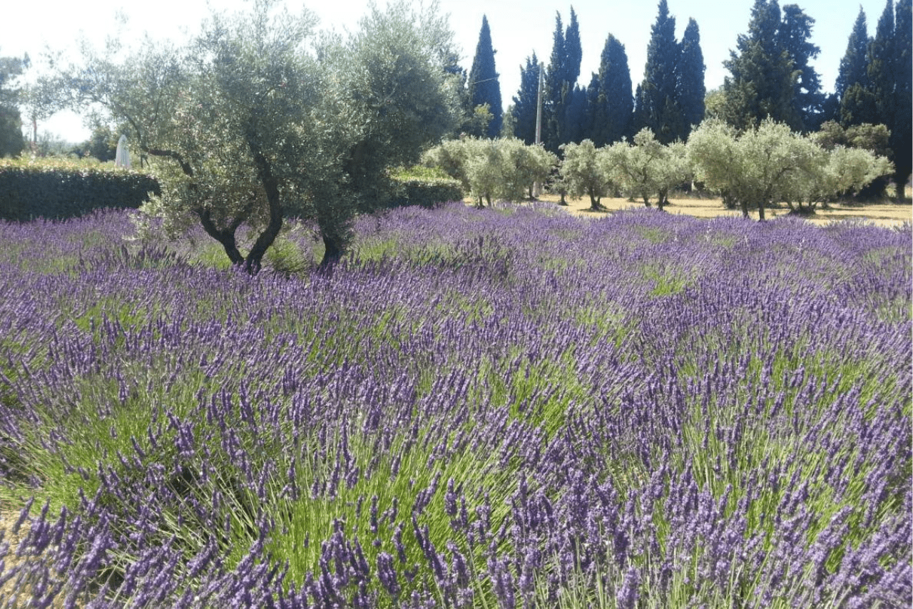 MAS DES OLIVIERS – EYGALIÈRES